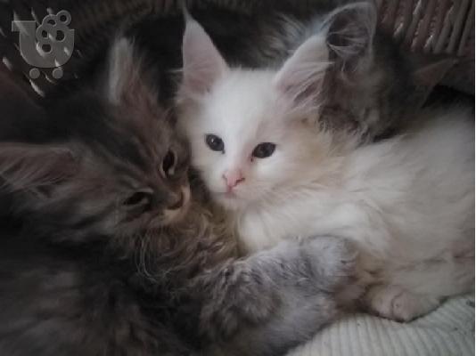 Γατάκια Maine Coon